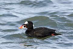 Surf Scoter